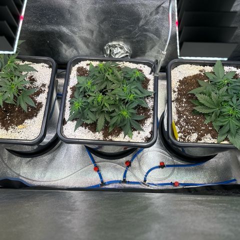 Appel Fritter Auto growlog timeline photo