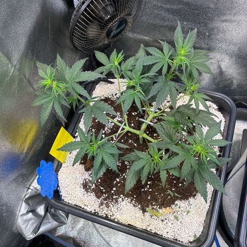 Appel Fritter Auto growlog timeline photo