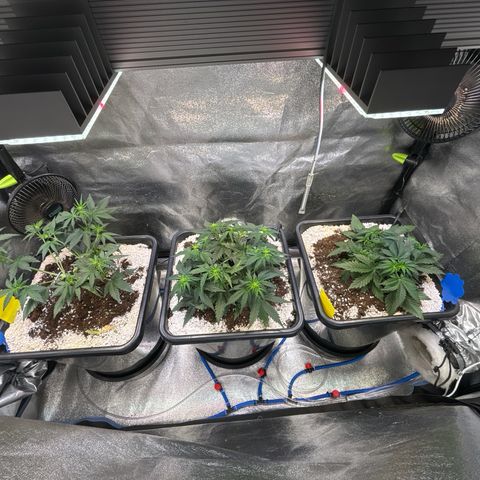 Appel Fritter Auto growlog timeline photo