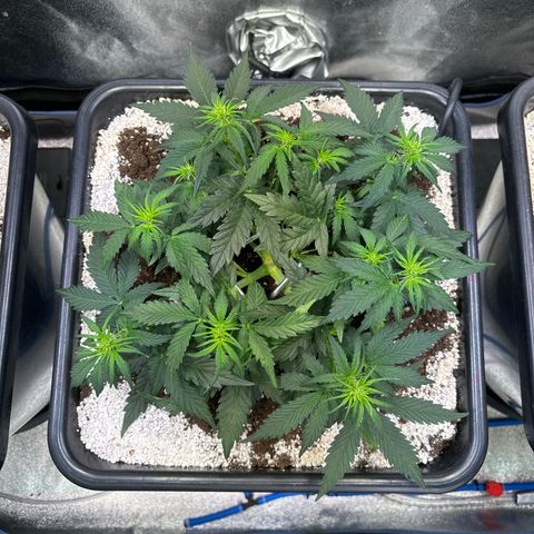 Appel Fritter Auto growlog timeline photo