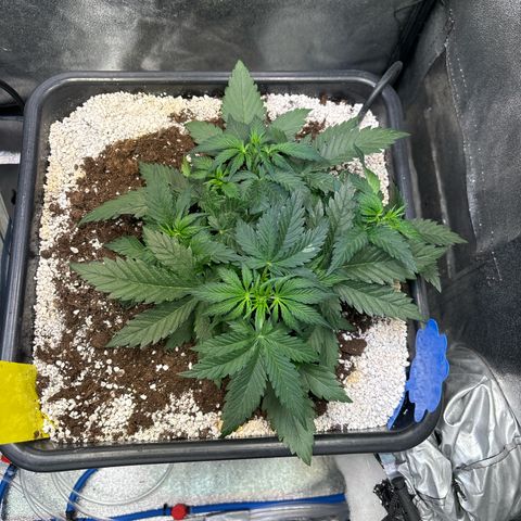 Appel Fritter Auto growlog timeline photo