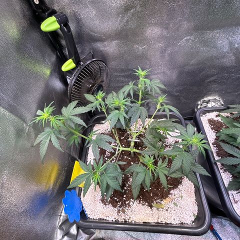 Appel Fritter Auto growlog timeline photo