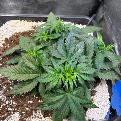 Appel Fritter Auto growlog timeline photo