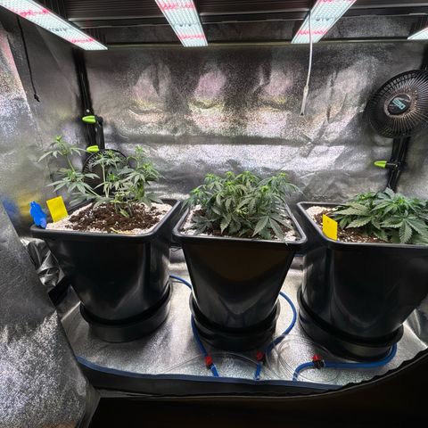 Appel Fritter Auto growlog timeline photo