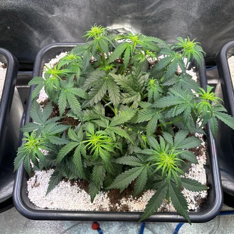 Appel Fritter Auto growlog timeline photo