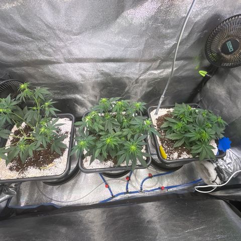 Appel Fritter Auto growlog timeline photo