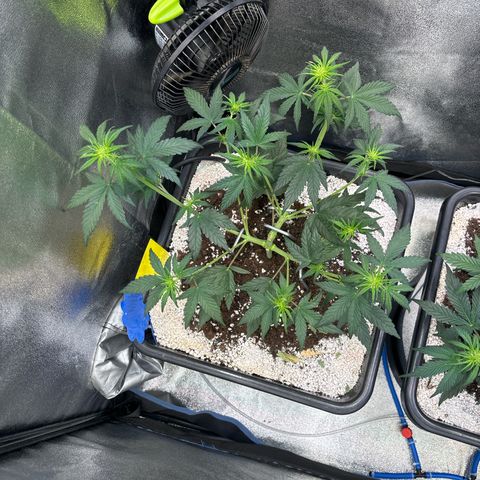 Appel Fritter Auto growlog timeline photo