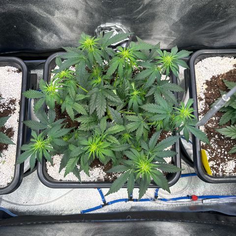 Appel Fritter Auto growlog timeline photo
