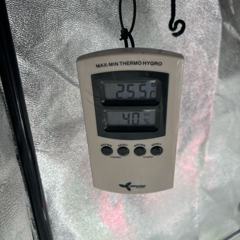 Appel Fritter Auto growlog timeline photo