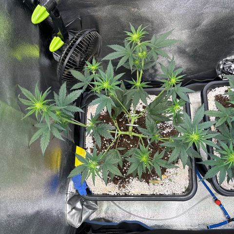 Appel Fritter Auto growlog timeline photo