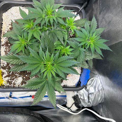 Appel Fritter Auto growlog timeline photo