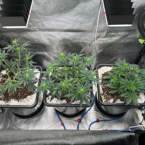 Appel Fritter Auto growlog timeline photo