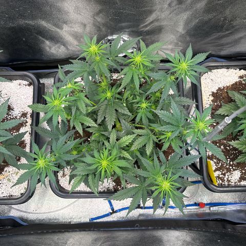 Appel Fritter Auto growlog timeline photo