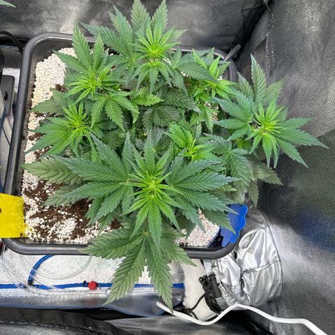 Appel Fritter Auto growlog timeline photo
