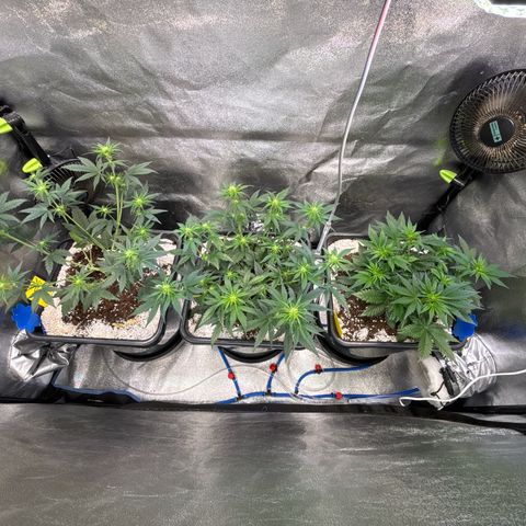Appel Fritter Auto growlog timeline photo