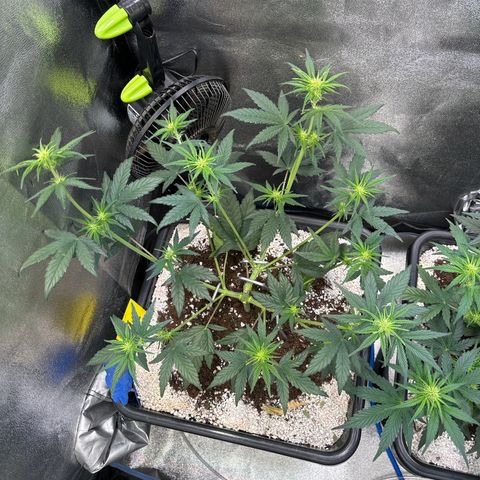 Appel Fritter Auto growlog timeline photo