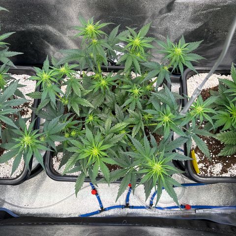 Appel Fritter Auto growlog timeline photo