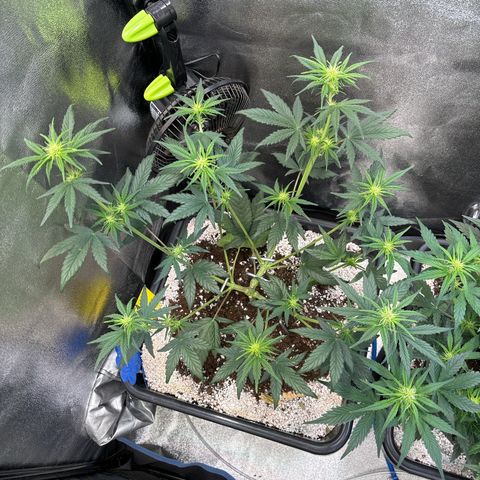 Appel Fritter Auto growlog timeline photo