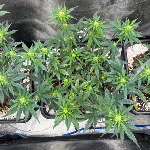Appel Fritter Auto growlog timeline photo