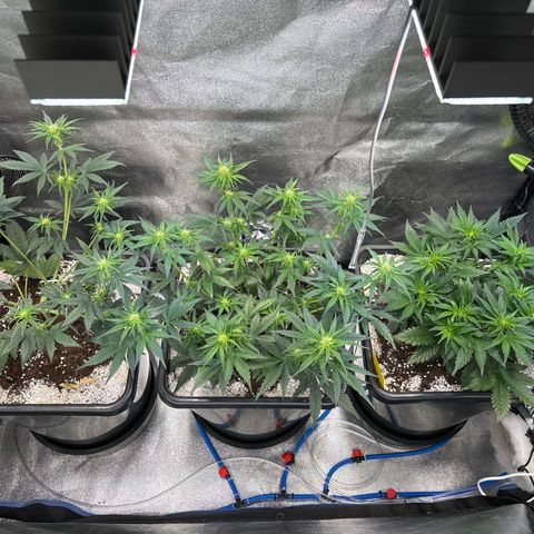 Appel Fritter Auto growlog timeline photo