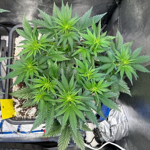 Appel Fritter Auto growlog timeline photo