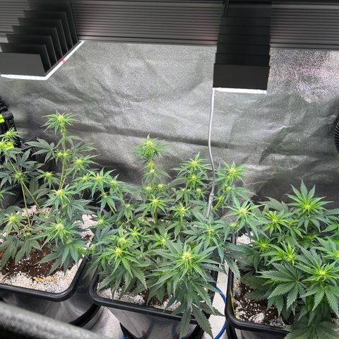 Appel Fritter Auto growlog timeline photo
