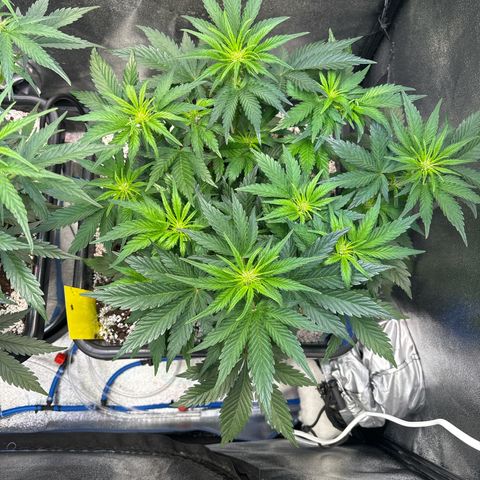 Appel Fritter Auto growlog timeline photo