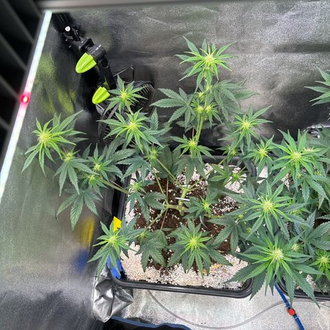 Appel Fritter Auto growlog timeline photo