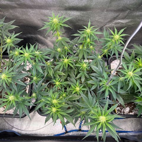 Appel Fritter Auto growlog timeline photo