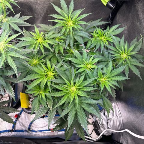 Appel Fritter Auto growlog timeline photo