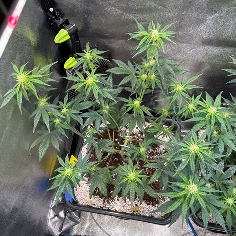 Appel Fritter Auto growlog timeline photo