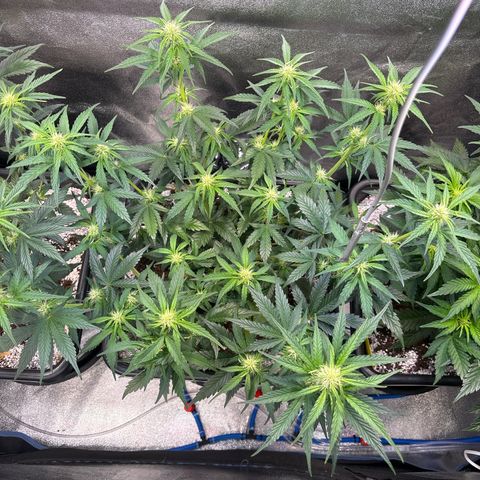 Appel Fritter Auto growlog timeline photo