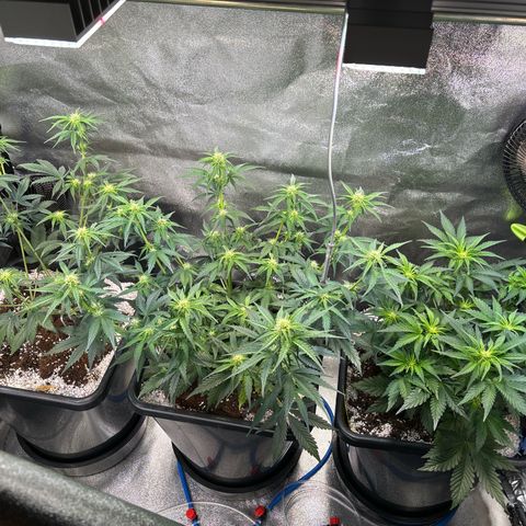 Appel Fritter Auto growlog timeline photo