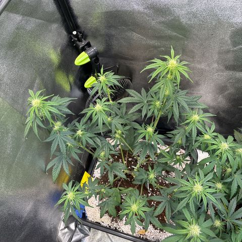 Appel Fritter Auto growlog timeline photo