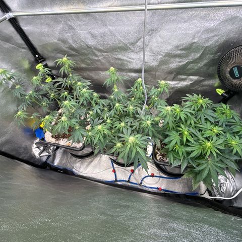 Appel Fritter Auto growlog timeline photo