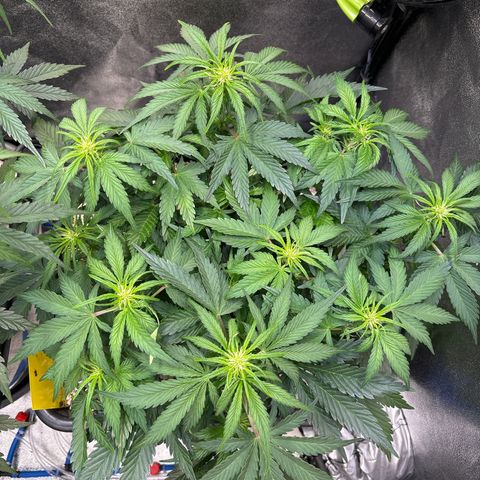Appel Fritter Auto growlog timeline photo