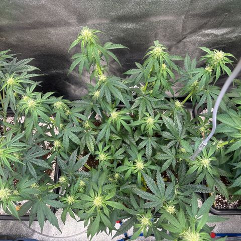Appel Fritter Auto growlog timeline photo