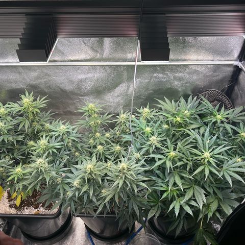 Appel Fritter Auto growlog timeline photo