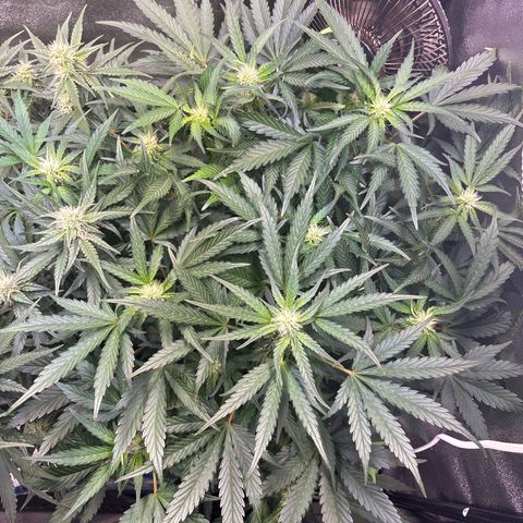 Appel Fritter Auto growlog timeline photo