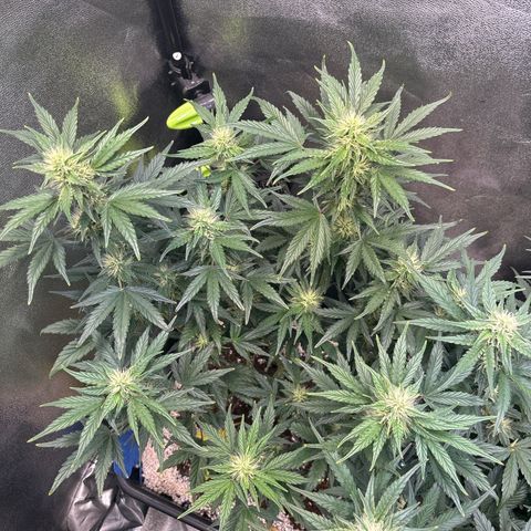 Appel Fritter Auto growlog timeline photo