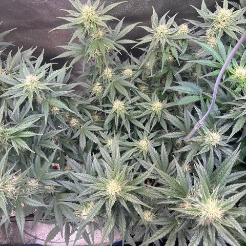 Appel Fritter Auto growlog timeline photo