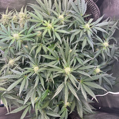 Appel Fritter Auto growlog timeline photo
