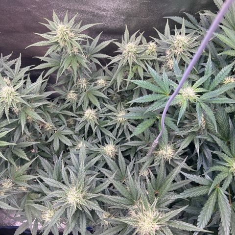 Appel Fritter Auto growlog timeline photo