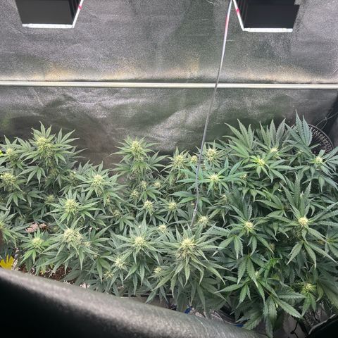 Appel Fritter Auto growlog timeline photo