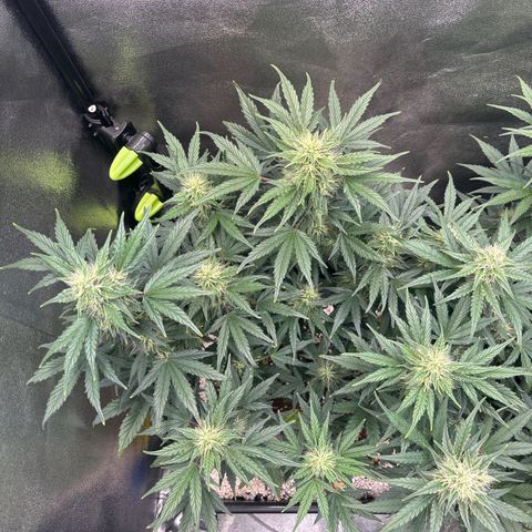 Appel Fritter Auto growlog timeline photo