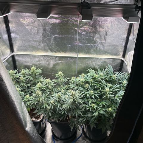 Appel Fritter Auto growlog timeline photo