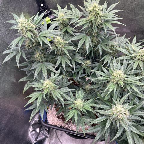Appel Fritter Auto growlog timeline photo