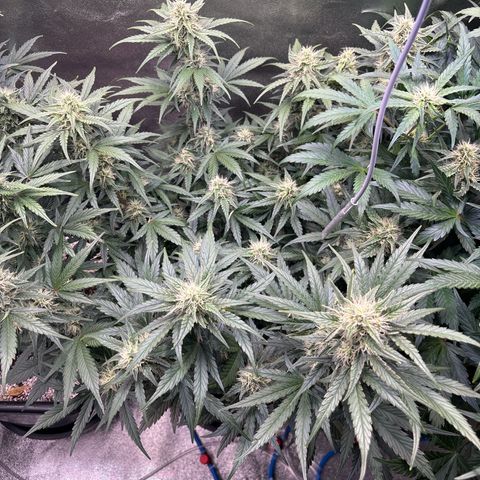 Appel Fritter Auto growlog timeline photo