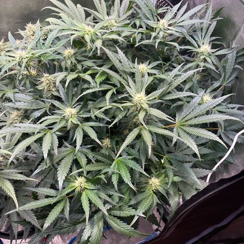 Appel Fritter Auto growlog timeline photo