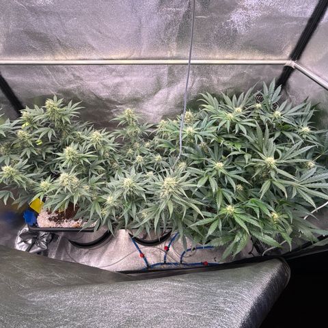 Appel Fritter Auto growlog timeline photo